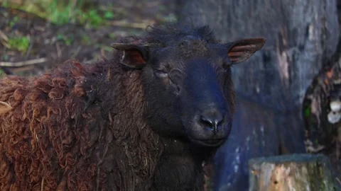 Cute and interesting sheep grazing and walking on a sunny farm. Stock-Footage 321745950