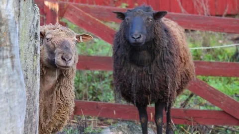 Cute and interesting sheep grazing and walking on a sunny farm. Video stock 321746077