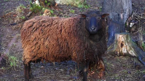 Cute and interesting sheep grazing and walking on a sunny farm. Vídeos de archivo 321746148