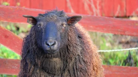 Cute and interesting sheep grazing and walking on a sunny farm. Stock Footage 321746151