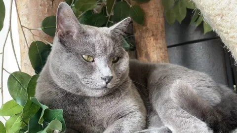 Cute and lazy cat is gray leaning on a green leaf Stock Footage 219862418