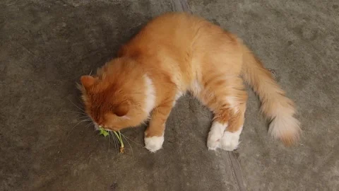 Cute and mischievous red cat is lying on the cement floor Stock Footage 161700000