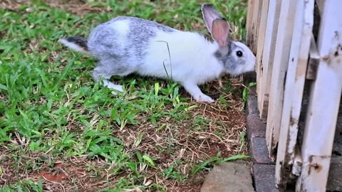 A cute and nice colored gray rabbit Stock Footage 277253526