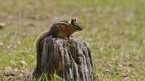 A cute and playful chipmunk  an old tree trunk in E.C. Manning Park, BC Stock Footage 201226760