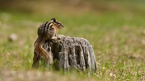 A cute and playful chipmunk an old tree trunk in E.C. Manning Park, BC Stock Footage 201226781