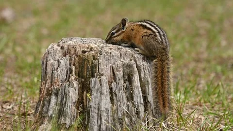 A cute and playful chipmunk on an old tree trunk in E.C. Manning Park, B.C Stock Footage 201226783
