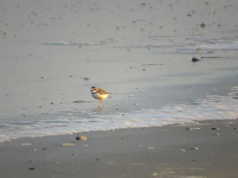 Cute and small Collared Plover in the seashore Stock Photos