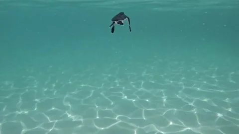 Cute And Tiny Sea Turtle Swims On Blue Crystal Sea. Underwater Vídeos de archivo 162258226