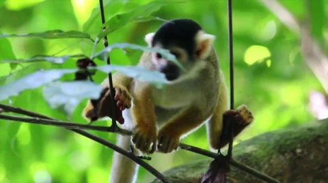 A cute and wild Squirrel Monkey (Saimiri boliviensis) in the Peruvian Amazon Stock Footage