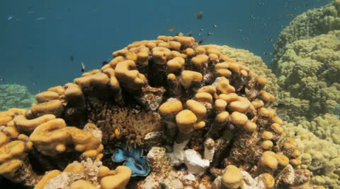 Cute anemone at the reef Stock Footage 22704797