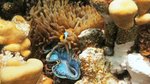 Cute anemone at the reef Stock Footage 22704814