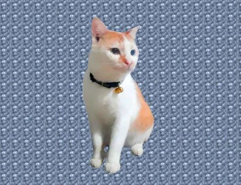 Cute angora cat Stock Photos