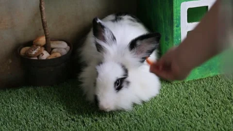 A cute Angora rabbit is being fed by a boy 스톡 동영상 265789227