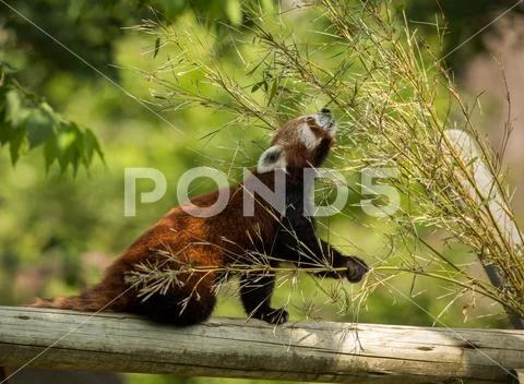 Cute animal, one red panda bear eating bamboo. Animal sitting on a log, holding Stock Photos