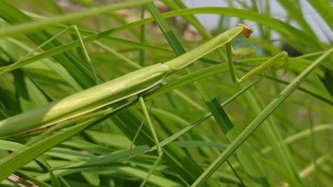 Cute animal: praying mantis Stock Footage 259131953