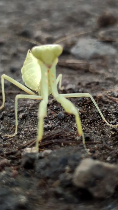 Cute animal: praying mantis Stock Footage 265015608