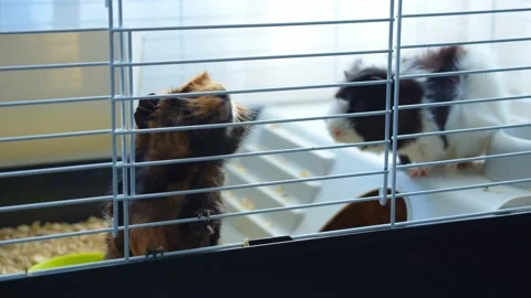Cute animals Stock Footage 232538100