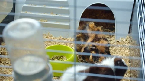 Cute animals Stock Footage 232538136