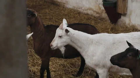 Cute animals goats eating in the farm stable. Agriculture and ecology. Goat farm Stock Footage 249836053