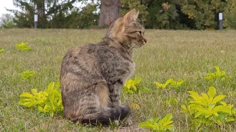Cute animals in nature Stock Footage 317719358