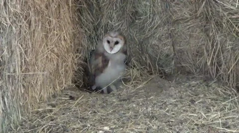 Cute Animals Owlets In Nest Video stock 63845242