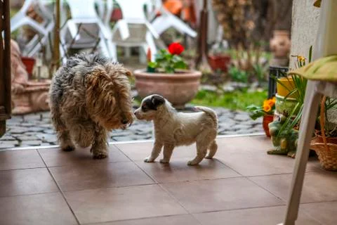 Cute animals posing for the camera beeing curious Foto stock