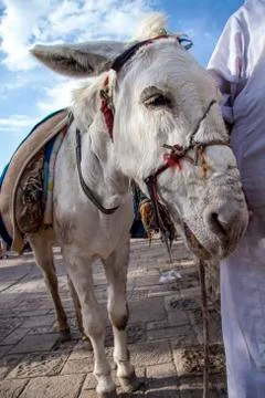 Cute animals posing for the camera beeing curious Stock-Fotos