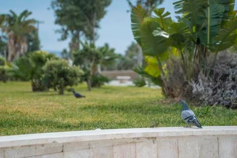 Cute animals posing for the camera beeing curious Stock Photos