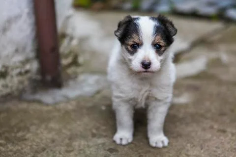 Cute animals posing for the camera beeing curious Stock Photos