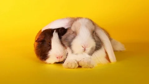 Cute animals together bunny rabbit guinea pig cavy. Stock Footage 88088231