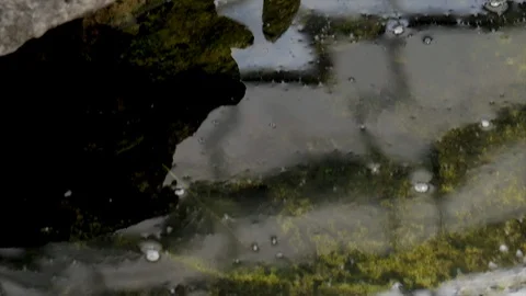 Cute animals turtles relaxing on rocks sun bathing. Two turtles basking on rocks 動画素材 107726713