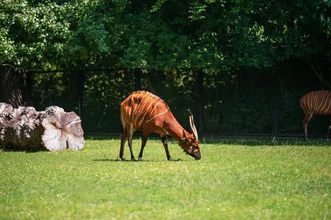 Cute antelope bongo grazing at green meadow in zoo Stock Photos