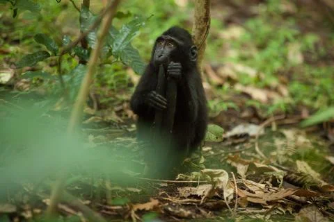 A cute anxious macaca sits on the tree branch in the rainforest Stock Photos