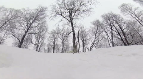Cute arctic foxes run towards camera playfully in winter forest Stock Footage 45991926