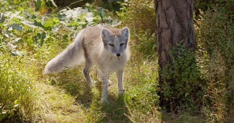 Cute arctic polar fox cub walking at forest floor in the early winter Stock Footage 162911993