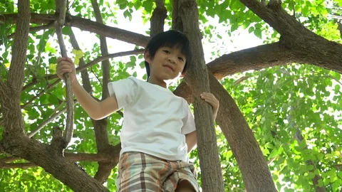 Cute asian boy climbing a tree in the park Stock Footage 100657252