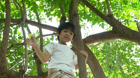 Cute asian boy climbing a tree in the park Stock Footage 100657411
