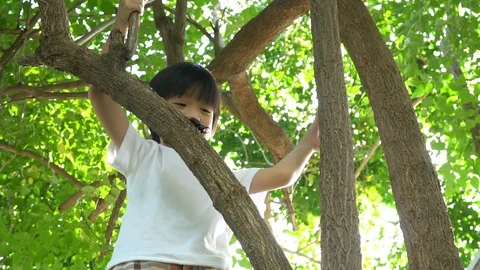 Cute asian boy climbing a tree in the park Stock Footage 100657609