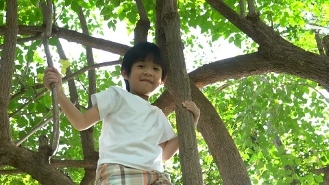 Cute asian boy climbing a tree in the park Stock Footage 100659656