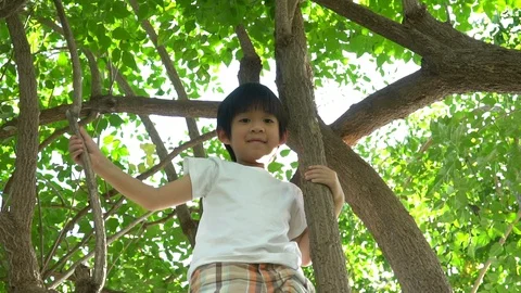 Cute asian boy climbing a tree in the park Stock Footage 100659704