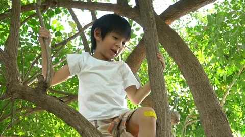 Cute asian boy climbing a tree in the park Stock Footage 100659830