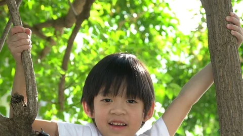 Cute asian boy climbing a tree in the park Stock Footage 100660341