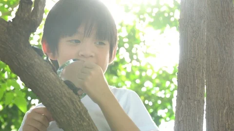 Cute Asian child looking through a magnifying glass at a rhinoceros beetle Stock Footage 100630435
