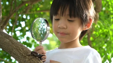 Cute Asian child looking through a magnifying glass at a rhinoceros beetle Stock Footage 100630620