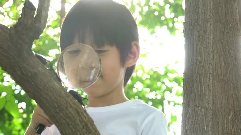 Cute Asian child looking through a magnifying glass at a rhinoceros beetle Stock Footage 100630938