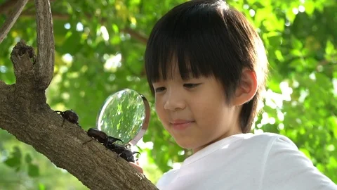 Cute Asian child looking through a magnifying glass at a rhinoceros beetle Stock Footage 100662188