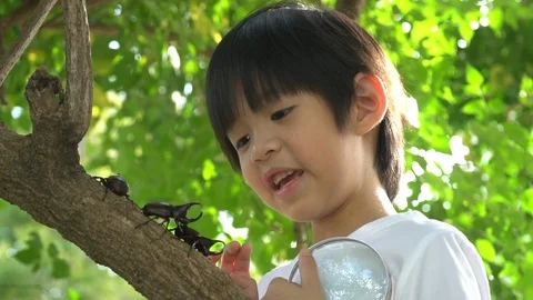 Cute Asian child looking through a magnifying glass at a rhinoceros beetle Stock Footage 100662512