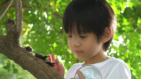 Cute Asian child looking through a magnifying glass at a rhinoceros beetle Stock Footage 100662641