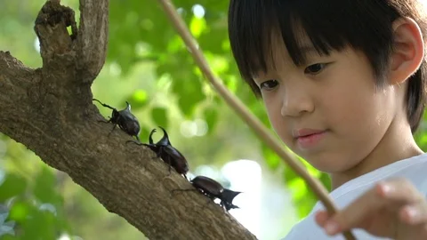Cute Asian child looking through a magnifying glass at a rhinoceros beetle Stock Footage 100699173