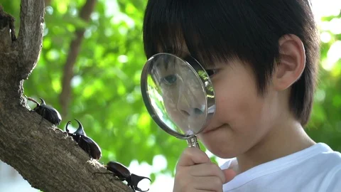 Cute Asian child looking through a magnifying glass at a rhinoceros beetle Stock Footage 100699888